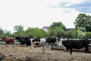 В некоторых района Татарстана объявили карантин по бешенству