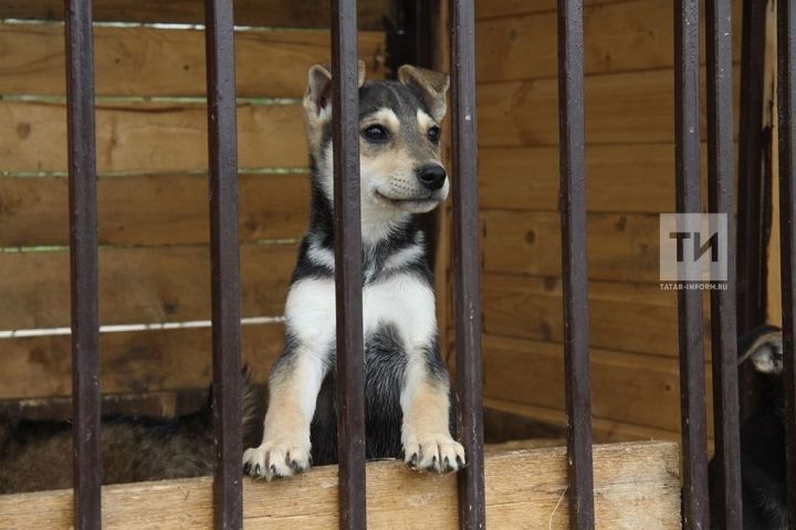 В столице Татарстана пройдет благотворительная акция «Лапа дружбы»