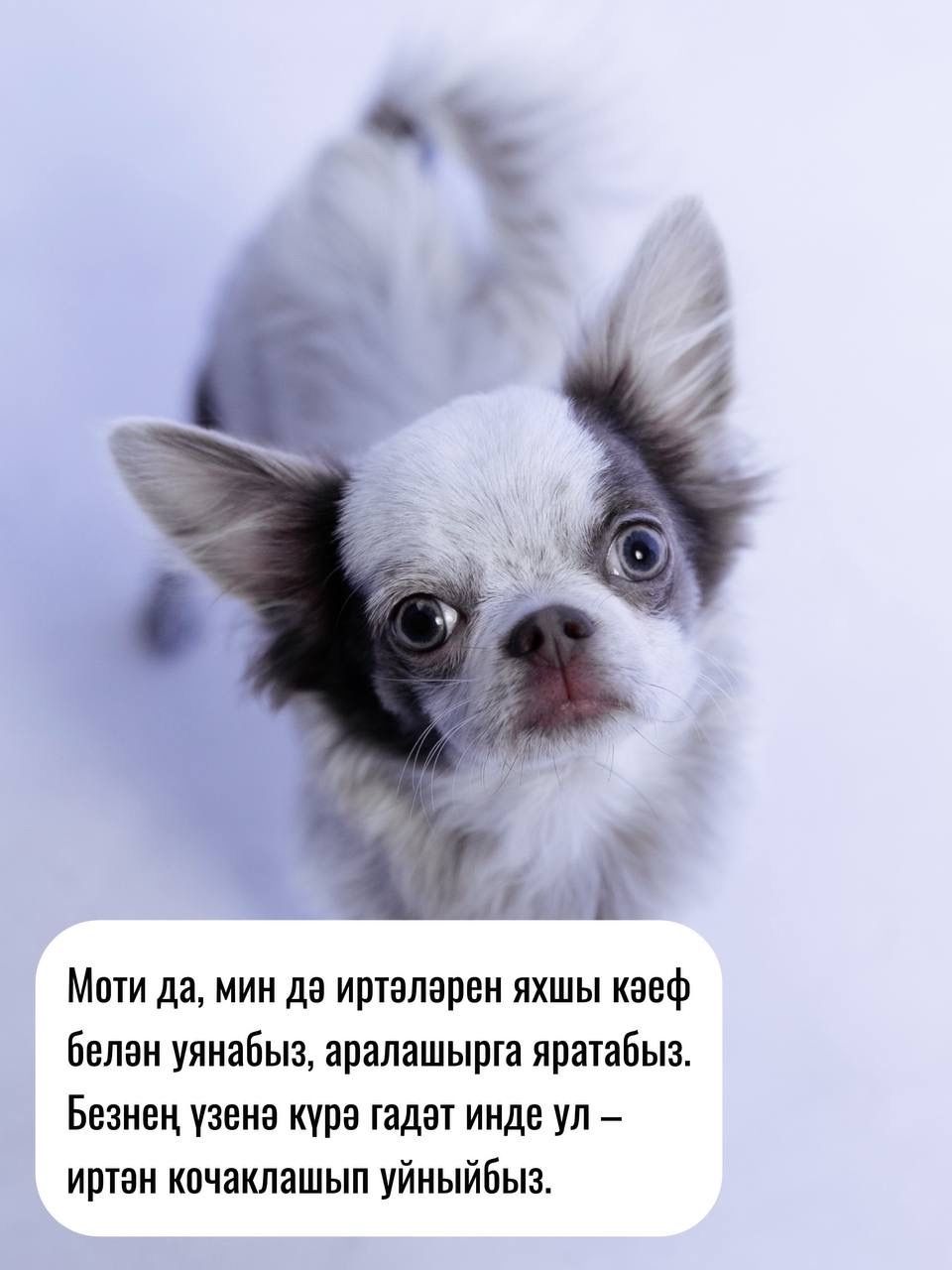 «Койрыклы сәхифә» кунаклары
