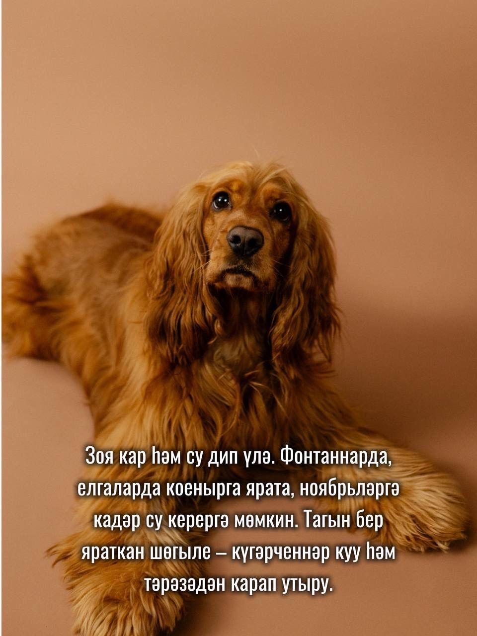 «Койрыклы сәхифә» кунаклары