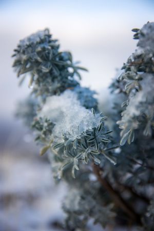 Ялларда кар явачак