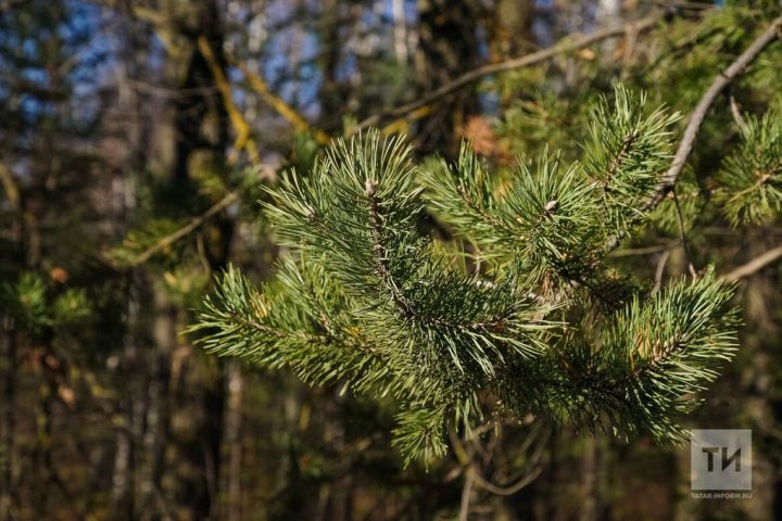 В Казани пройдет орнитологическая экскурсия по лесу